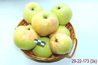 Селекционеры ВНИИСПК передают в государственное сортоиспытание триплоидный, иммунный к парше сорт яблони