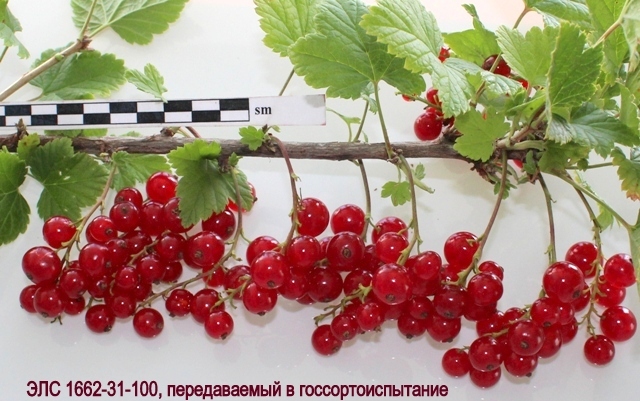 элитный сеянец смородины красной 1662-31-100