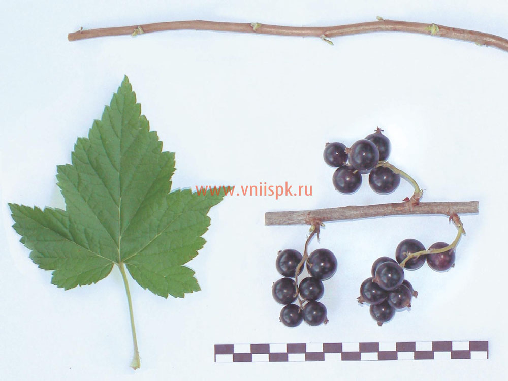 Смородина черная, Сорт Белорусочка
