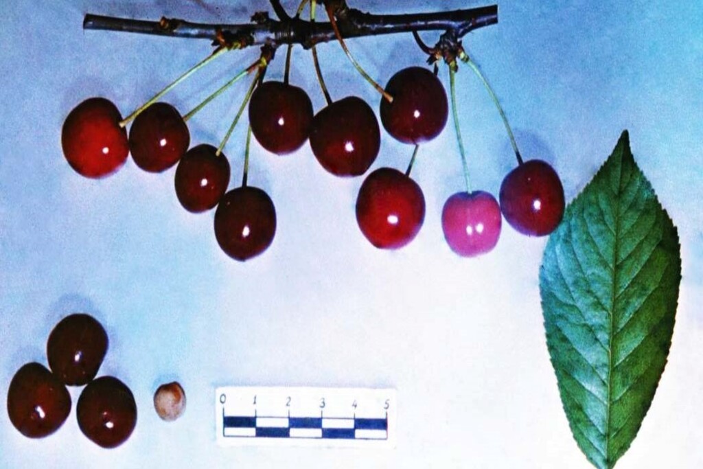 Памяти Вавилова