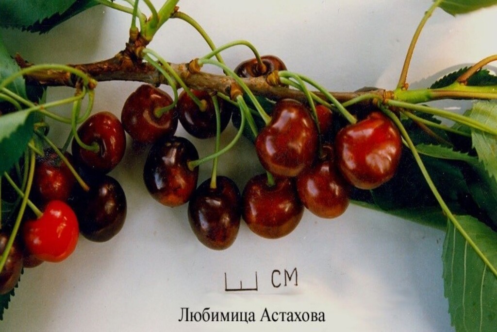 Любимица Астахова