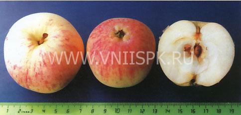 Помогите определить сорт яблок по фотографии
