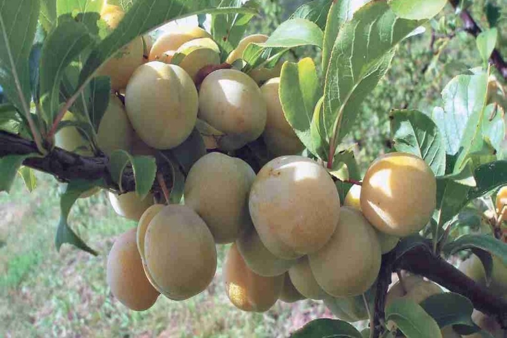 Катунская