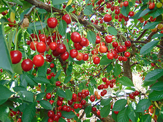 Высокоурожайные и устойчивые к болезням сорта вишни