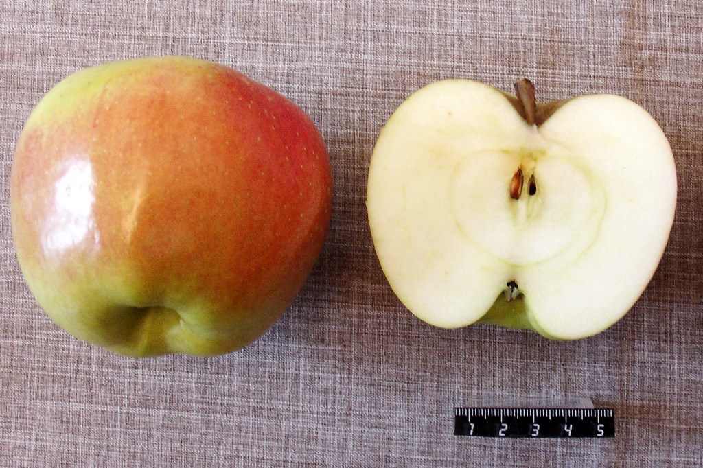 Признаки готовности яблок к сбору