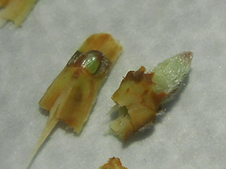 Полиплоиды яблони in vitro