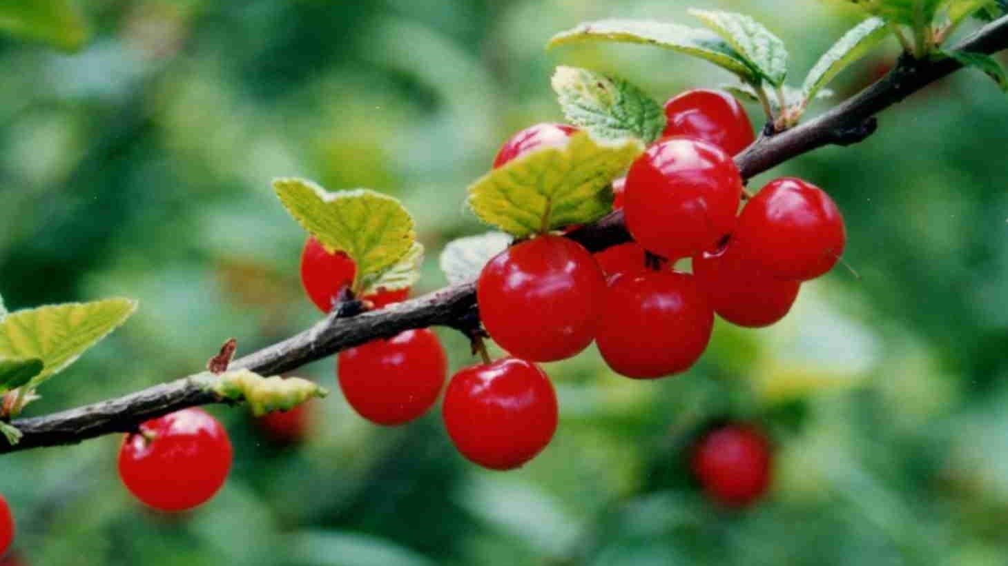 Любимица (Вишня Войлочная)