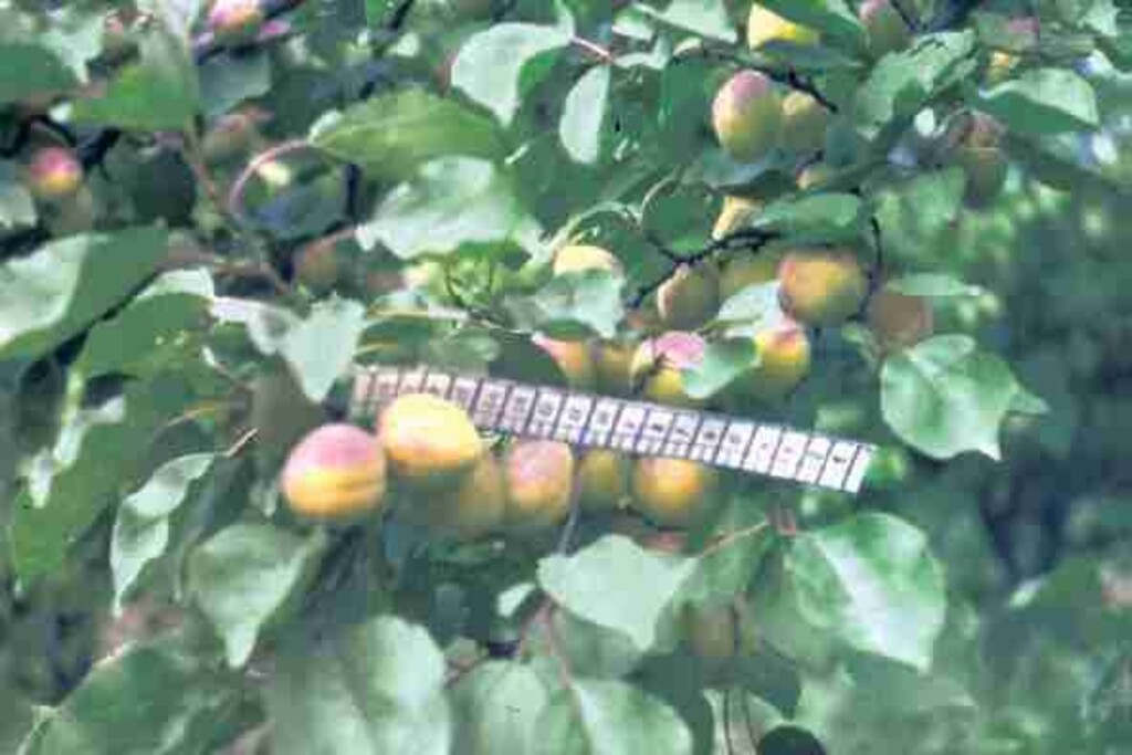 Унцукульский Поздний