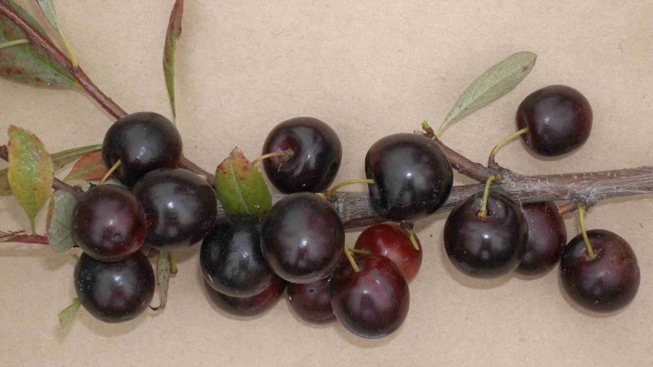 Северянка (Вишня Песчаная)