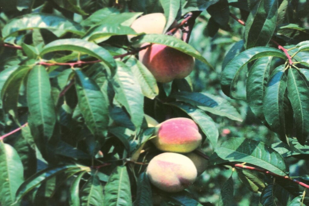 Ирганайский Поздний