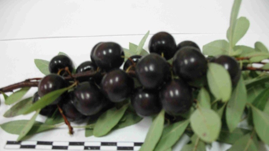 Кармен (Вишня Песчаная)