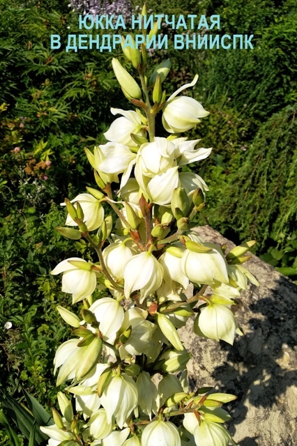 Юкка нитчатая (Yucca filamentosa L.)