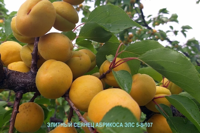 форма абрикоса 5-8-107 (сеянец от свободного опыления сорта Десертный)