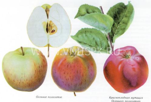 Яблоня, Сорт Осеннее полосатое (Штрейфлинг, Штрифель)