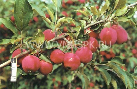 Яблоня, Сорт Алтайское багряное