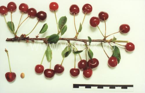Сорта вишни для Самарской области названия, фото, описание